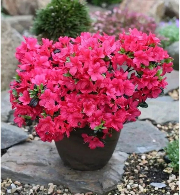 Japanische Azalee Signalglühen Rhododendron obtusum pink, Zwerg Alpenrose als Strauch für Garten und Topf - Bild 1