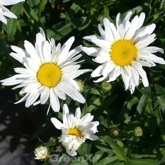 Gartenmargerite Polaris Leucanthemum superbum von Die Nr-01.de als mehrjährige Pflanze im Topf - Bild 1