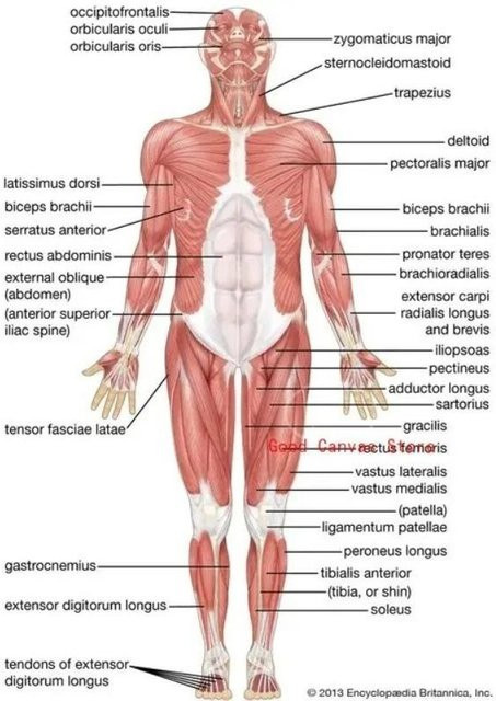 Anatomie Poster Muskelsystem des menschlichen Körpers als Leinwanddruck von Sweet Art Gallery, Wandkunst für Schule und Medizin, B: 50 cm, H: 70 cm, Mehrfarbig - Bild 1