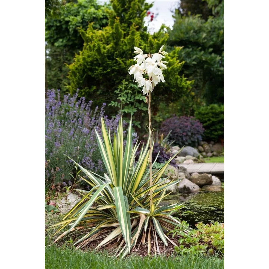 Yucca Filamentosa Palmlilie als pflegeleichte mehrjährige Zierpflanze für den Außenbereich, Höhe: 40–60 cm - Bild 2