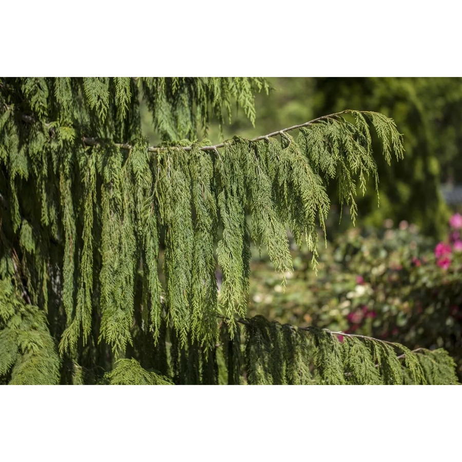 Chamaecyparis Nootkatensis Pendula Hängende Konifere Grün Höhe: 50–60 cm - Bild 2