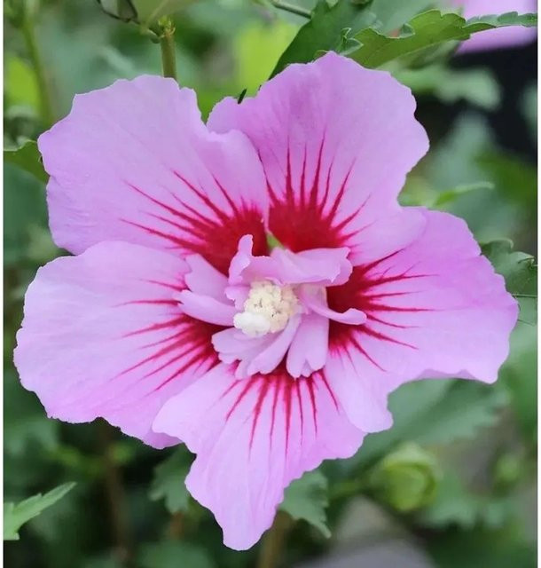Garteneibisch Maike Hibiscus syriacus Zierstrauch mit weinroten Blüten - Bild 1