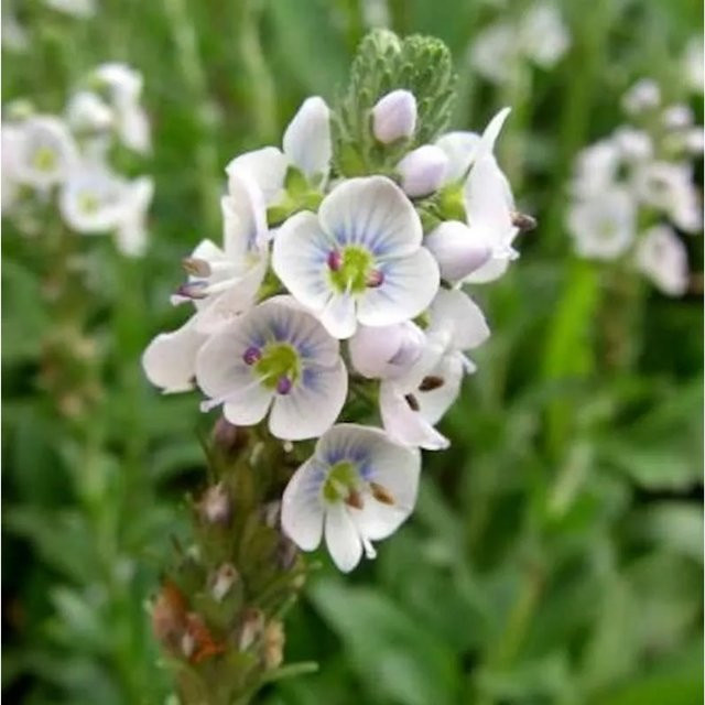 Enzianblättrige Veronica (Veronica gentianoides) als mehrjährige Gartenpflanze von Nr-01.de - Bild 1