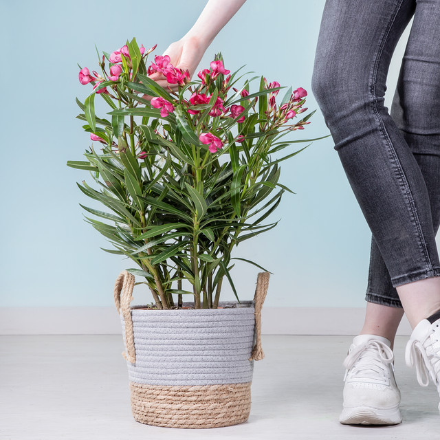 BLUME2000 Oleander Nerium oleander als Kübelpflanze für den Außenbereich - Bild 1