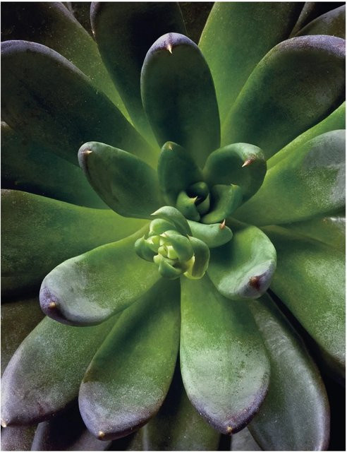 Komar Wandbild Succulent Single Green B: 40 cm, H: 50 cm - Bild 1
