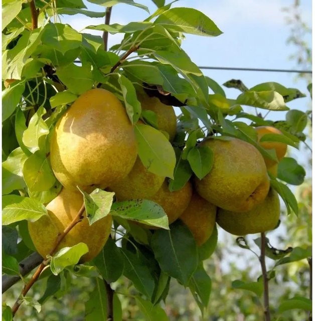 Charneux Birne Pyrus communis Obstbaum für den Garten - Bild 1