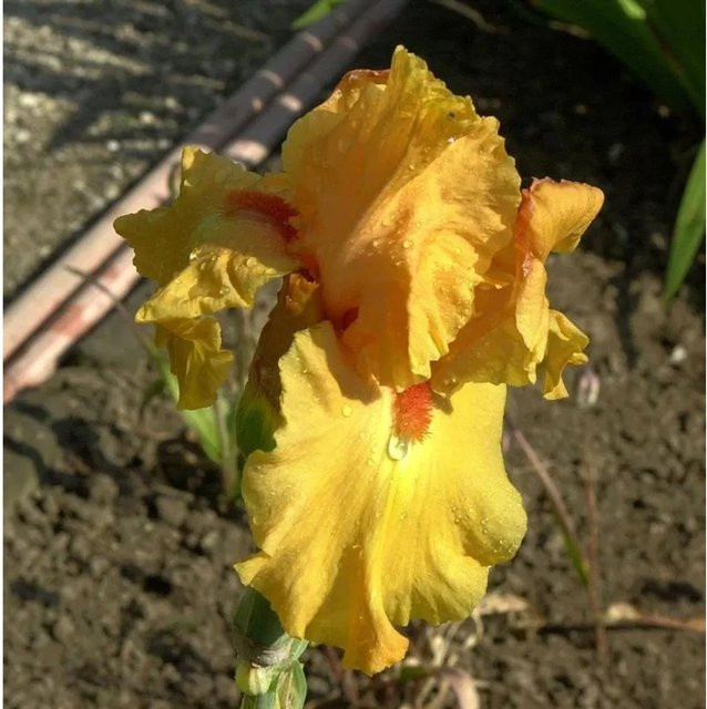 Schwertlilie Feu du Ciel Iris barbata als mehrjährige Beetpflanze von Nr-01.de - Bild 1