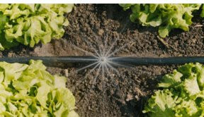 Gardena Micro-Drip-System Tropfbewässerungs-Set für Gemüse- und Blumenbeete zur Bewässerung von 60 m² - Bild 4