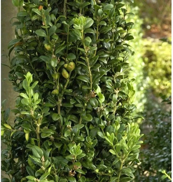 Buchsbaum Graham Blandy Buxus sempervirens als grüne Heckenpflanze von Nr-01.de - Bild 1