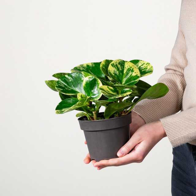 Peperomia Green Gold von BLUME2000 in Grün und Gold - Bild 1