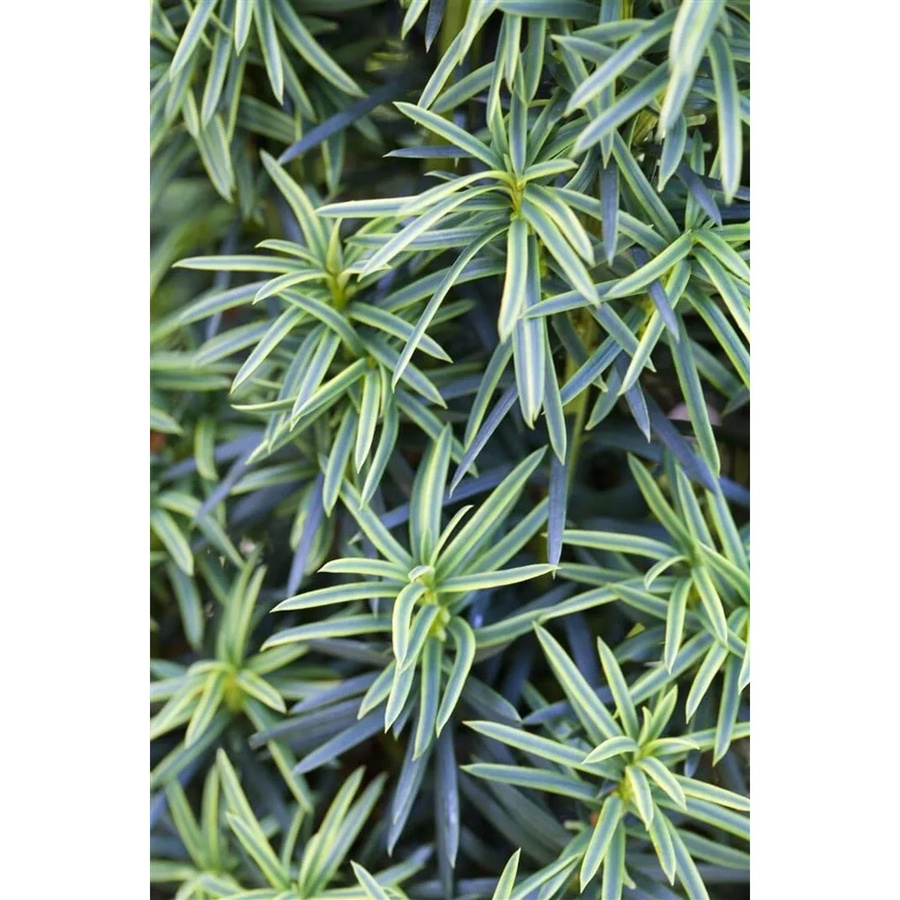 Taxus Baccata Fastigiata Aureomarginata Gelbbunter Eibenbaum als Heckenpflanze, Höhe: 80–100 cm - Bild 1
