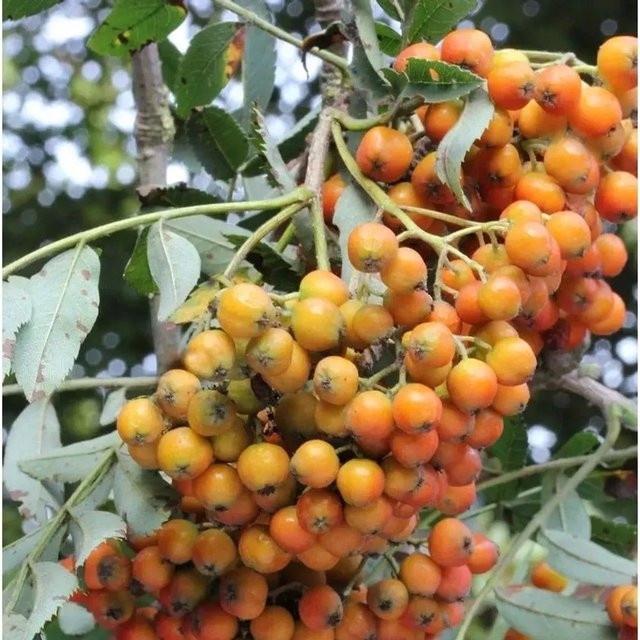 Mährische Eberesche Autumn Spire Sorbus aucuparia Höhe: 125-150 cm - Bild 1
