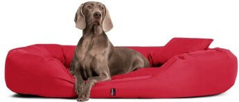 Tierlando Orthopädisches Hundebett SAMMY in Dunkelrot mit erhöhter Umrandung aus robustem Polyester, B/T/H: 140 x 105 x 30 cm - Bild 1