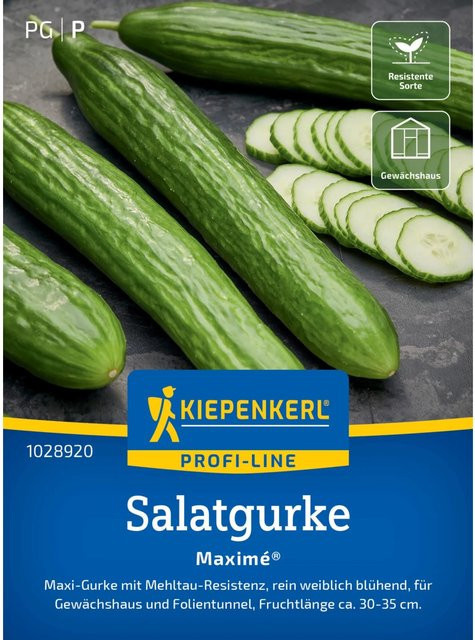 Kiepenkerl Profi-Line Salatgurke Maxime F1-Hybride für ungeheizte Hobby-Gewächshäuser und Folientunnel - Bild 1