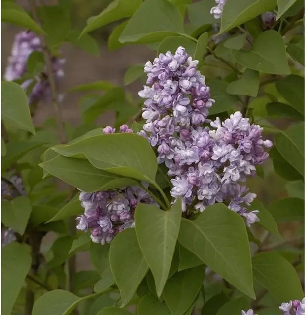 Edelflieder Syringa vulgaris Katharine Havemeyer in Lila von Nr-01.de - Bild 1