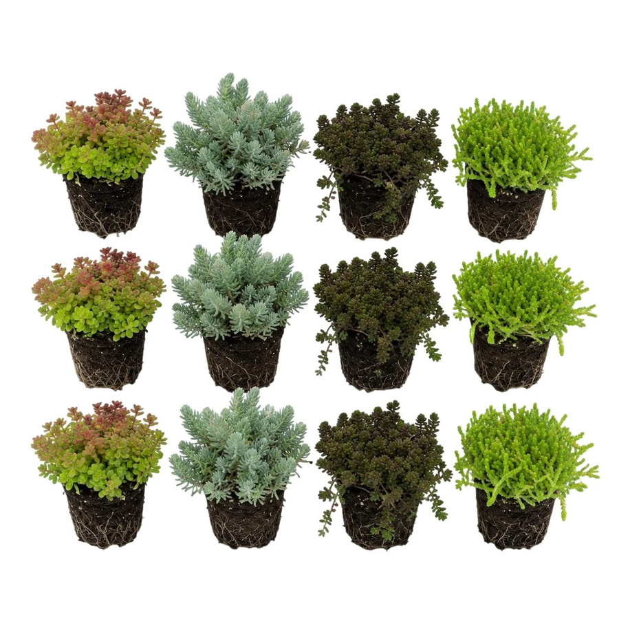 Vdvelde Sedum Fetthenne Steinpflanzen Mix als winterharte Bodendecker für Teichrand und Garten, 12 Stück - Bild 2