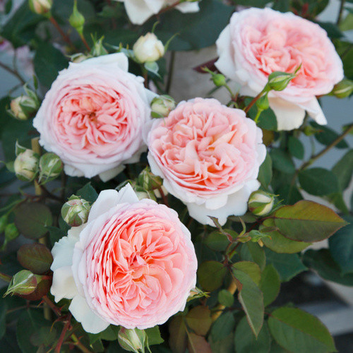 KORDES ROSEN Beetrose Märchenzauber in Rosa mit gefüllter apricotfarbener Blüte - Bild 3