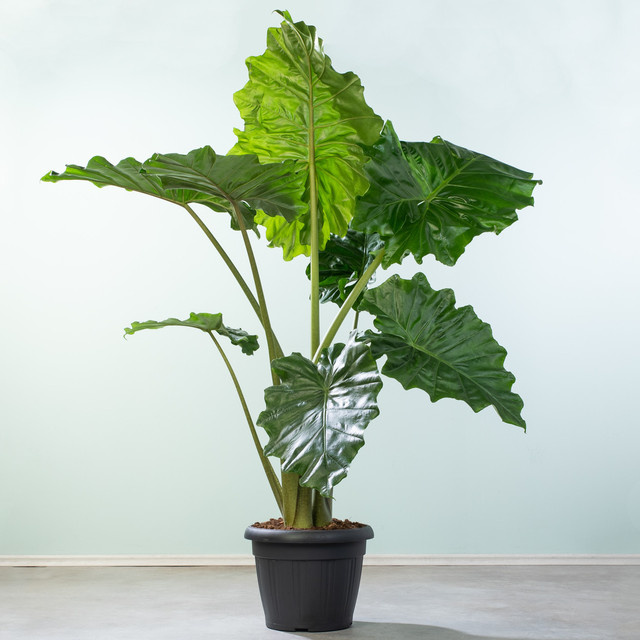 Alocasia Portodora XL Zimmerpflanze von BLUME2000 in Grün - Bild 1