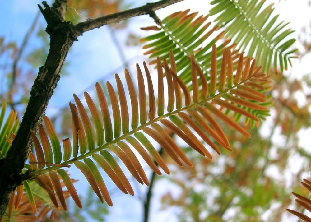 SAFLAX Geschenkset Dawn Redwood Metasequoia glyptostroboides mit 60 Samen, Geschenkbox, Karte, Etikett und Topfsubstrat - Bild 3