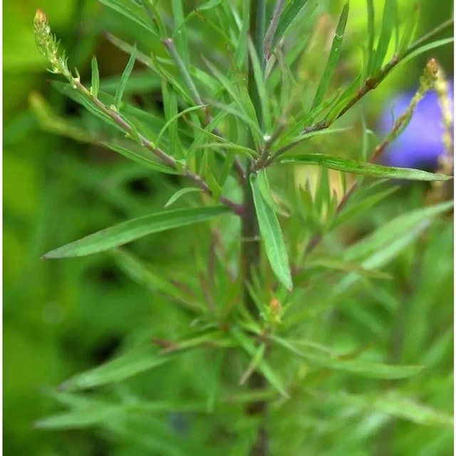 Weißes Italienisches Leinkraut Linaria purpurea als winterharte Staude für Stauden- und Naturgärten - Bild 1
