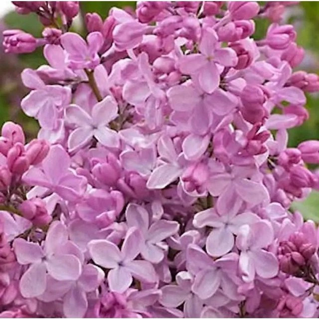 Edelflieder Syringa hyacinthiflora Esther Staley Kircher-Collection lila Strauch für den Garten - Bild 1