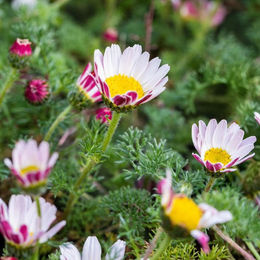 Dekorative Kreisblume in Weiß - Bild 1