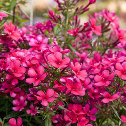 Rote Flammenblume als Dekoration - Bild 1