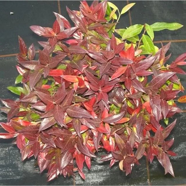 Traubenmyrte Red Cap Leucothoe axillaris Strauch in Rot und Grün, Topfpflanze für den Garten - Bild 1