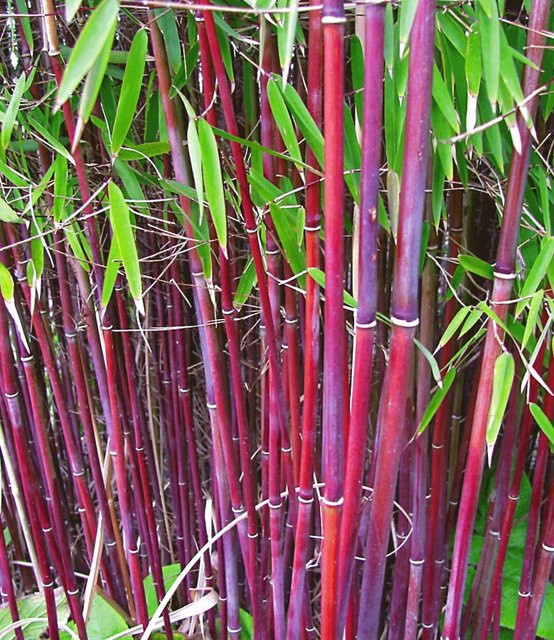 Roter Bambus Chinese Wonder - Bild 1