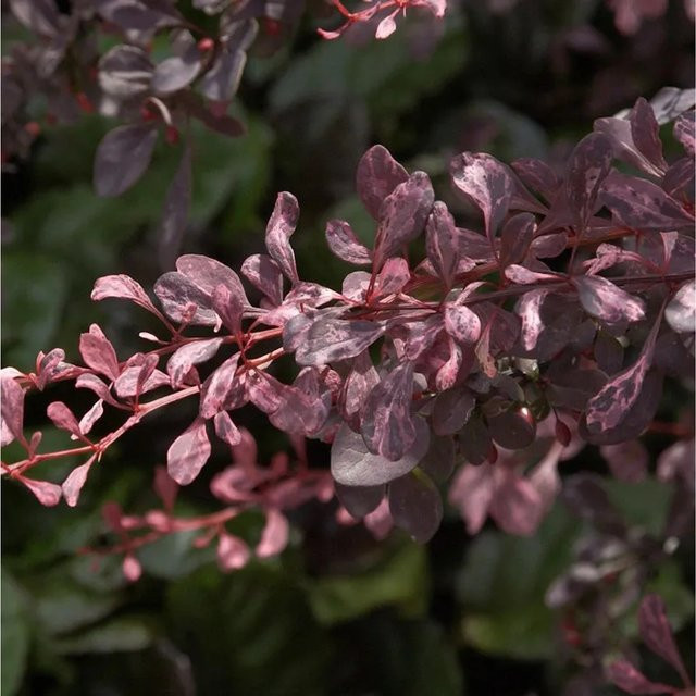Berberis thunbergii Rose Glow Heckenpflanze in Pink und Rot, Höhe: 60-80 cm - Bild 1