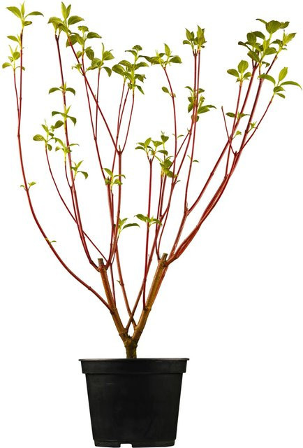 GROW by OBI Rotholz-Hartriegel Sibirica Cornus als Zierstrauch in Topf, Höhe: 50 - 60 cm - Bild 1