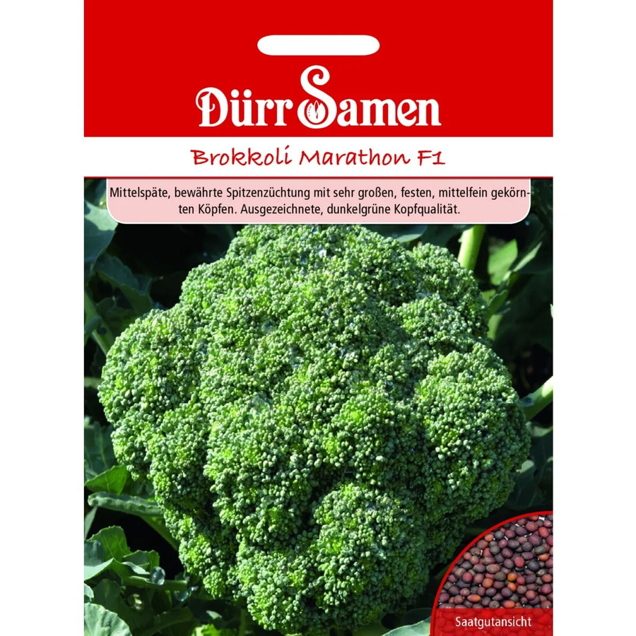 Dürr Brokkoli Marathon F1 Saatgut 50 g - Bild 2