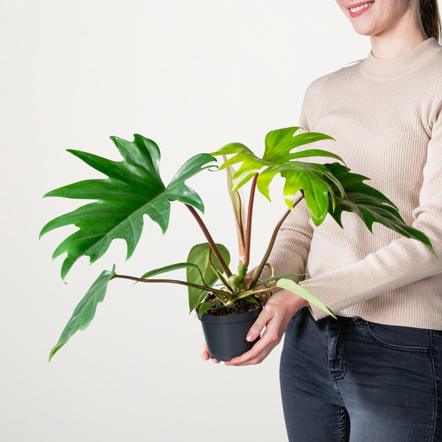 Philodendron Mayoi von BLUME2000, grüne herzförmige Zimmerpflanze - Bild 1