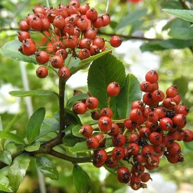 Arborix Feuerdorn Red Column Pyracantha coccinea als Heckenpflanze mit roten Beeren, Höhe: 60 bis 80 cm - Bild 1