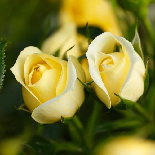 ROSEN TANTAU Kletterstrauch Starlet Elida Blühpflanze in Rosa und Gelb - Bild 1