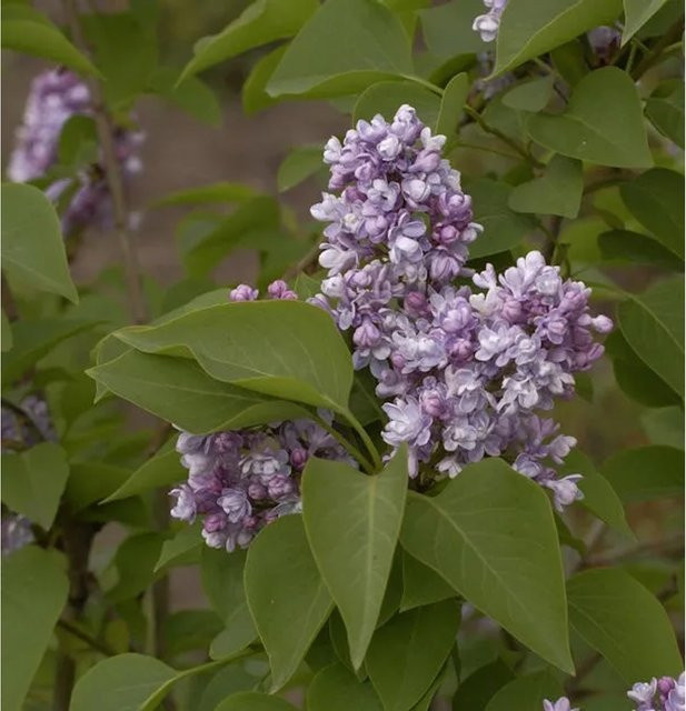Edelflieder Katharine Havemeyer Syringa vulgaris als Hochstamm in Lila, Höhe: 80-100 cm - Bild 1