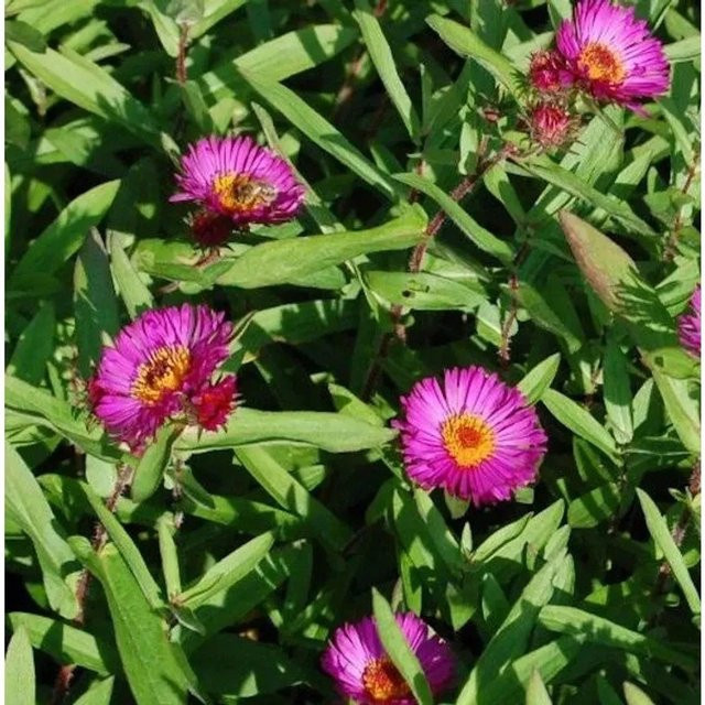 Rauhblattaster Rubinschatz Aster novae angliae pink mehrjährige Gartenpflanze - Bild 1
