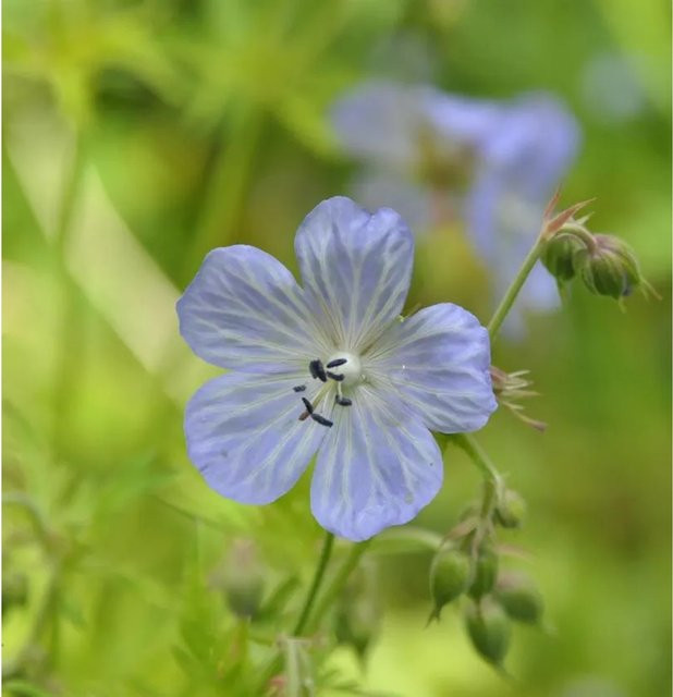 Wiesenstorchschnabel Geranium pratense Mrs. Kendall Clark, blaue Staude für Naturgärten und Wiesenflächen - Bild 1