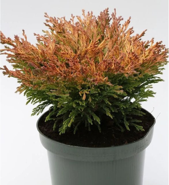 Teppich Wacholder Limeglow Juniperus horizontalis Bodendecker für den Garten in Grün, Gelb und Orange - Bild 1