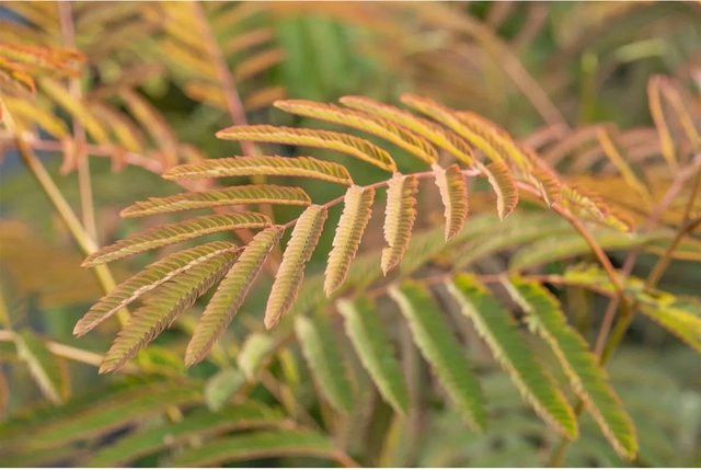 Albizia Julibrissin Ernest Wilson Seidenbaum mit rosa Blüten von Pflanzen für dich, Höhe: 60–100 cm - Bild 1