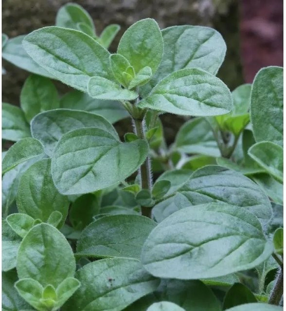 Wilder Majoran Origanum vulgare von Nr-01.de als grüne mehrjährige Gartenpflanze im Topf - Bild 1