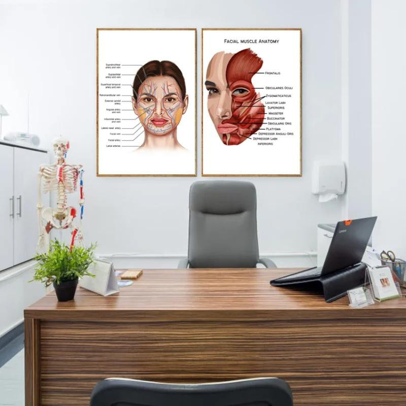Redamancy Gallery Anatomie Leinwandgemälde mit Skelett, Muskeln und Gefäßen als medizinisches Wandbild, Breite: 50 cm, Höhe: 70 cm - Bild 3