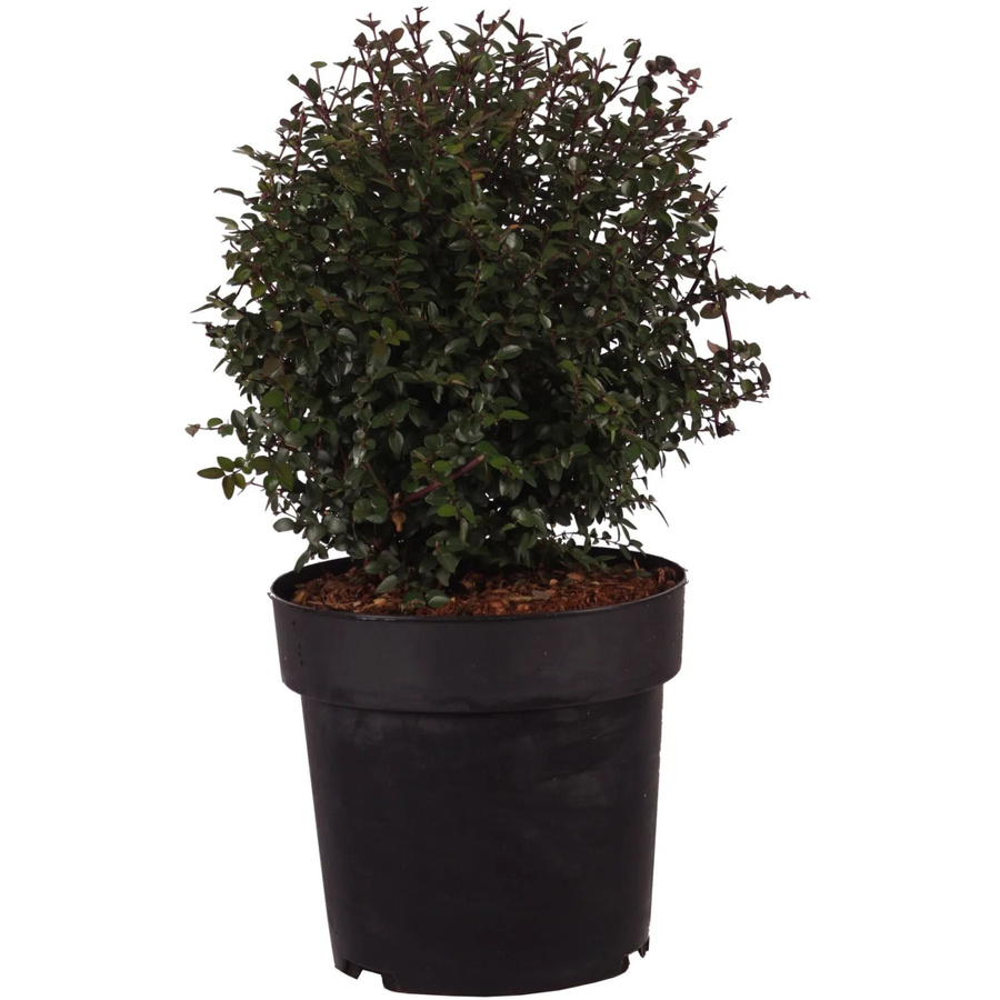 GROW by OBI Heckenmyrte Garden Clouds Purple Storm Lonicera als Heckenpflanze im 4,5l Topf, Höhe: 30 cm - Bild 2