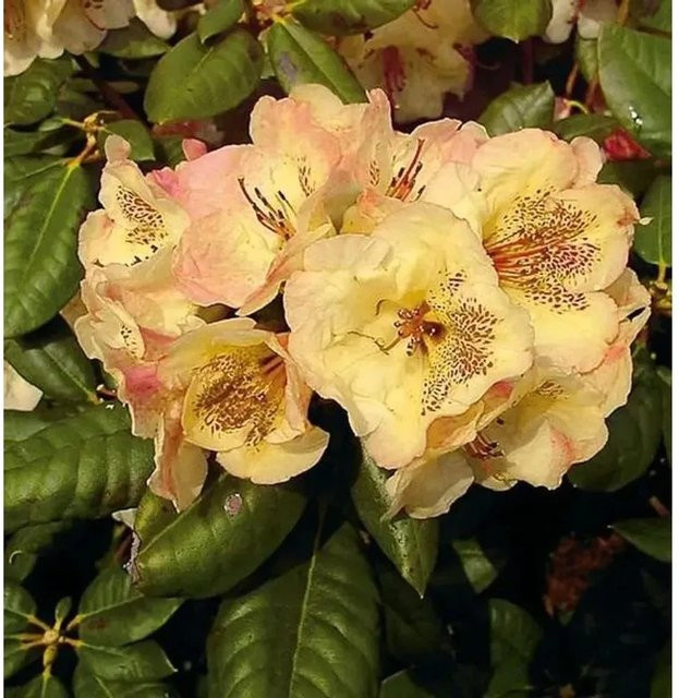 INKARHO Rhododendron Viscy Alpenrose großblumiger Zierstrauch Höhe: 50-60 cm - Bild 1
