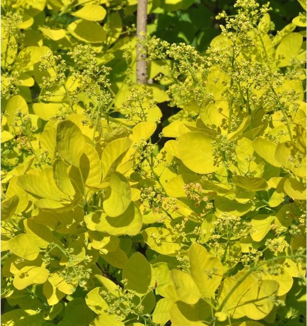 Perückenstrauch Golden Lady Cotinus coggygria in Gelb, Höhe: 30-40 cm - Bild 1