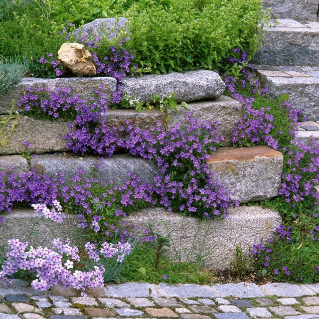 Bodendecker-Set Lila Blütenmeer im Steingarten von Mein schöner Garten Shop, 16 mehrjährige Pflanzen in Lila und Bunt - Bild 1