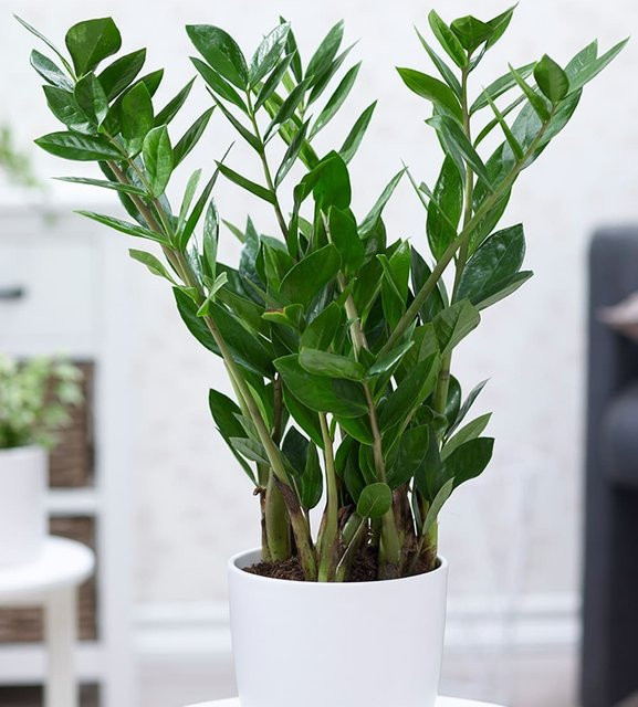 Zamioculcas Zimmerpflanze in Grün, Höhe: 60 cm - Bild 1
