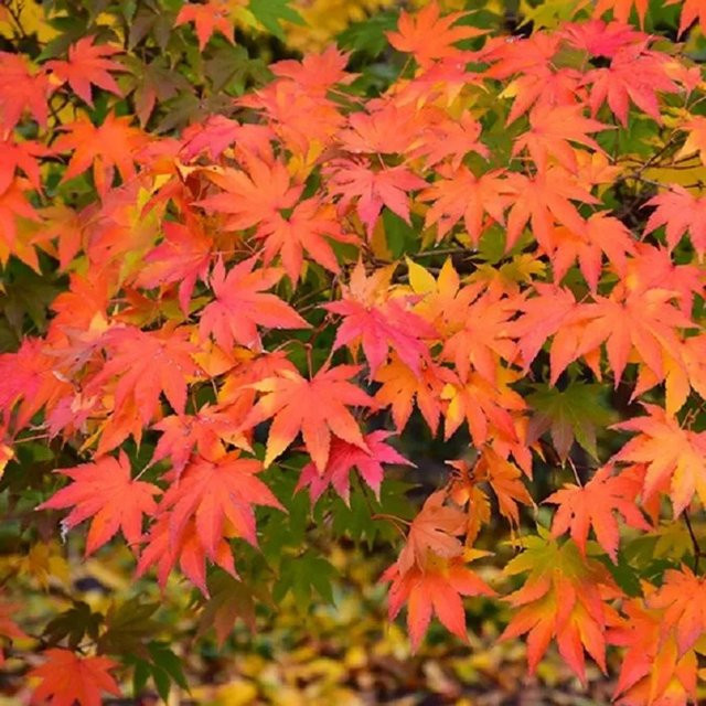 Arborix Fächerahorn Acer palmatum mit Herbstfärbung im Container, Höhe: 50 bis 60 cm - Bild 1
