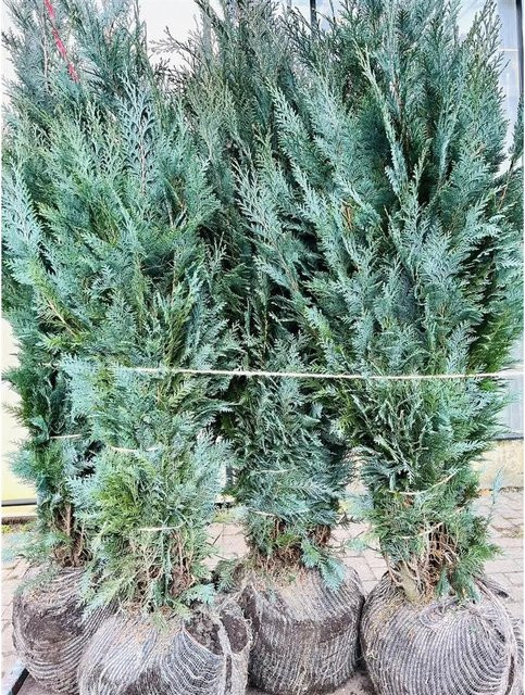 Chamaecyparis awsoniana Columnaris Säulenkonifere als Heckenpflanze, Höhe: 150-175 cm - Bild 1