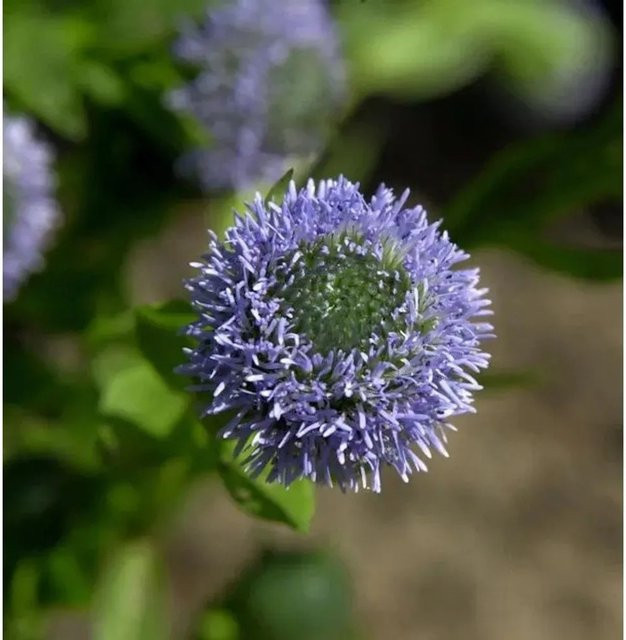 Globularia punctata Kugelblume von Nr-01.de als Bodendecker und Strauch für Garten, Steingarten und Naturgarten - Bild 1